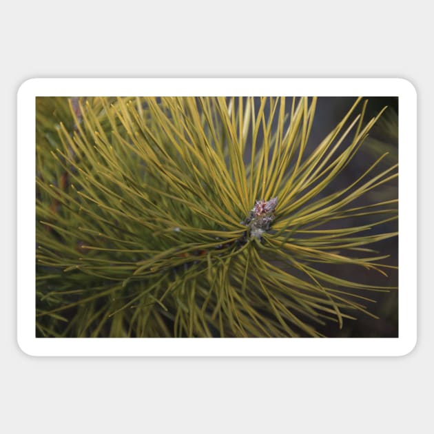 Pine Sticker by KensLensDesigns